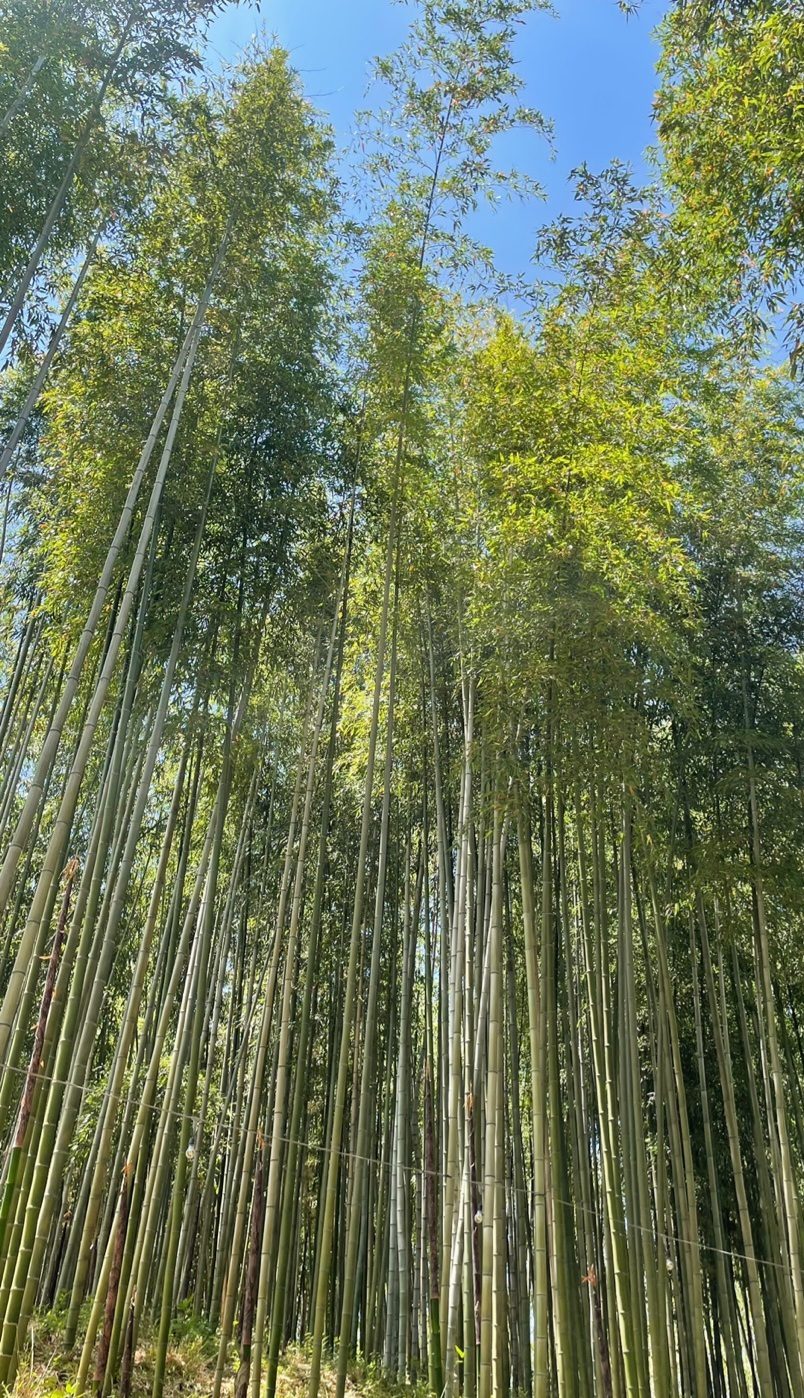 Looking straight up at tall green bamboo stalks inside Juknokwon in Damyang