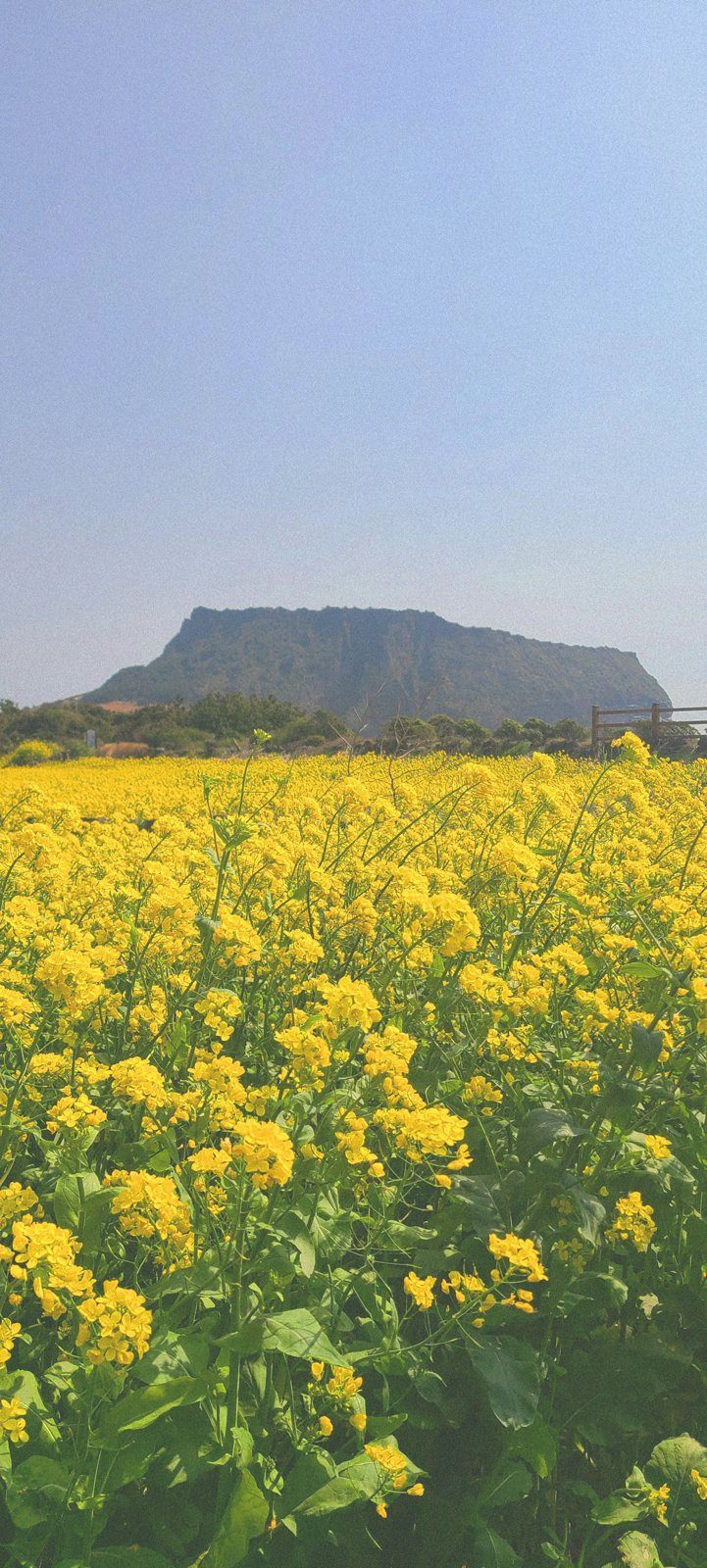 A bright yellow canola flower field with a Jeju volcanic peak behind